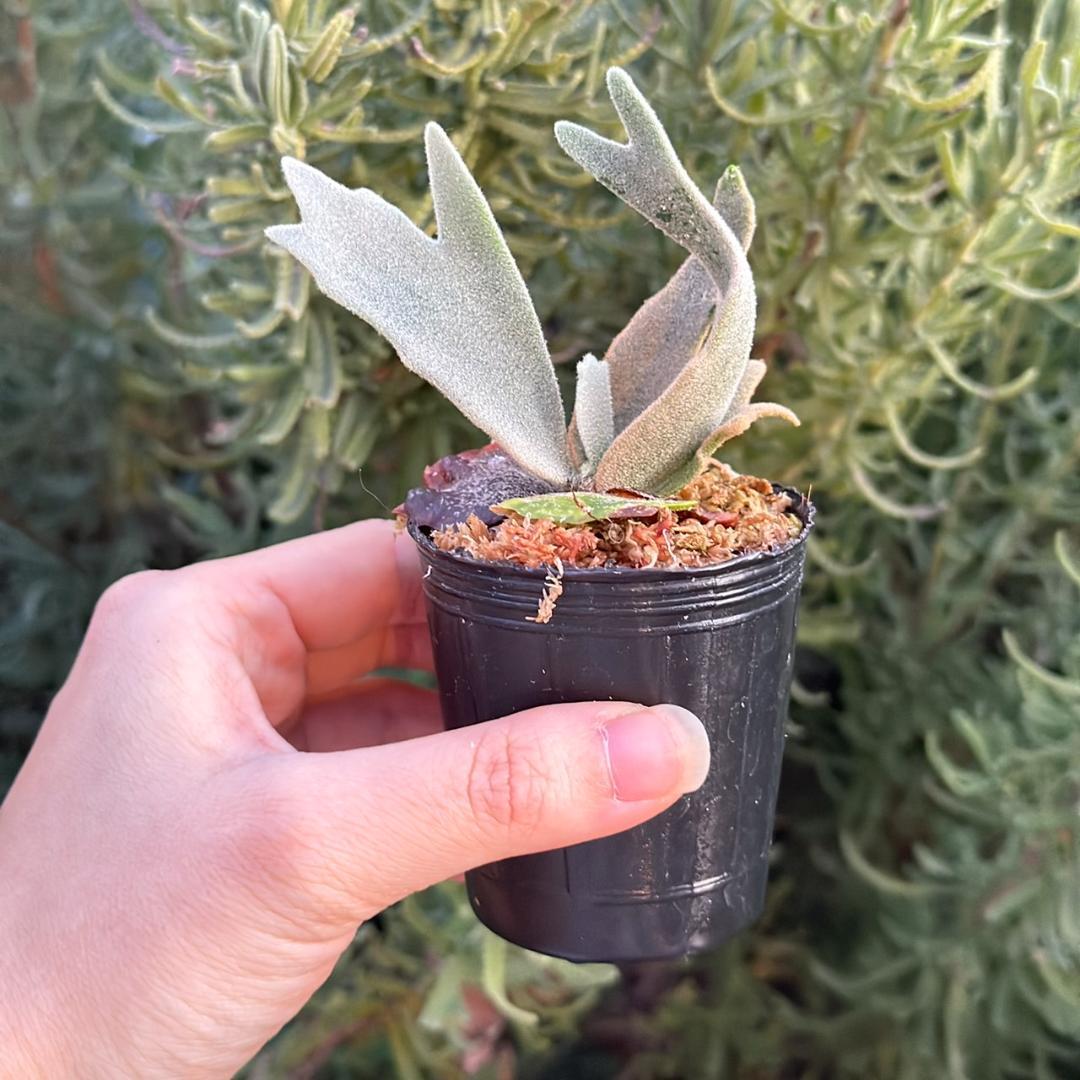 P.willinckii ’Asurada’ Sporeling 10