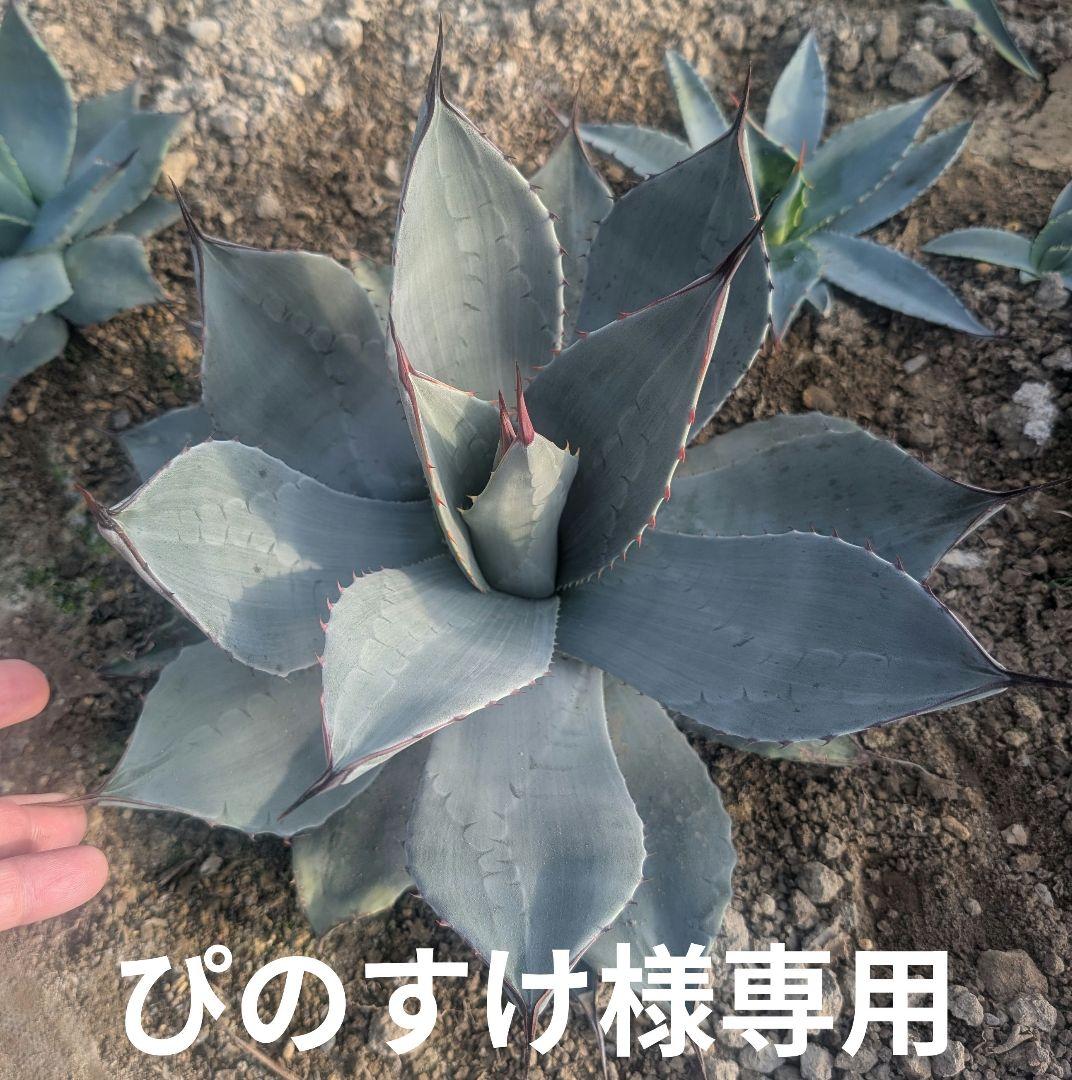 アガベ☆パリーホーチエンシス実生株