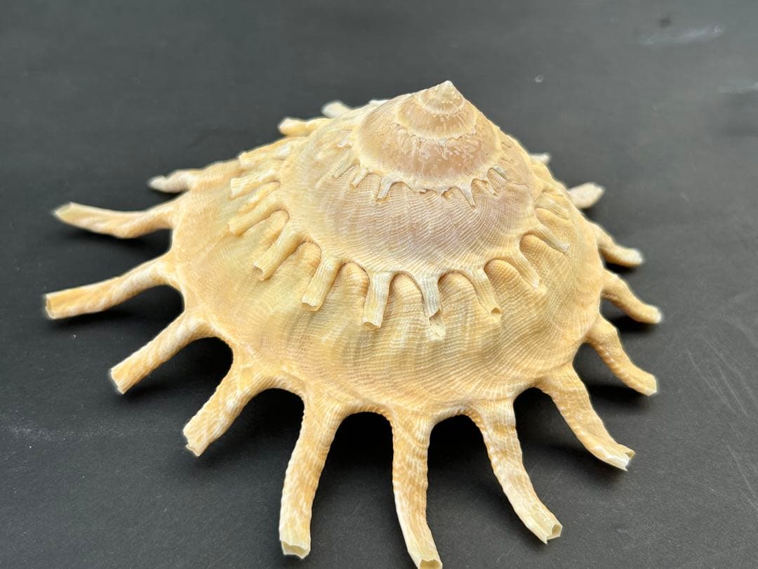 美品　貝殻標本　カジトリグルマ　特大　11.5cm