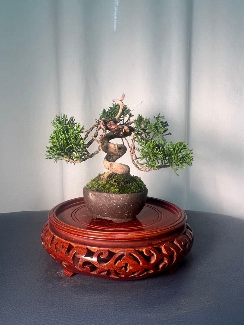 真柏　ミニ盆栽