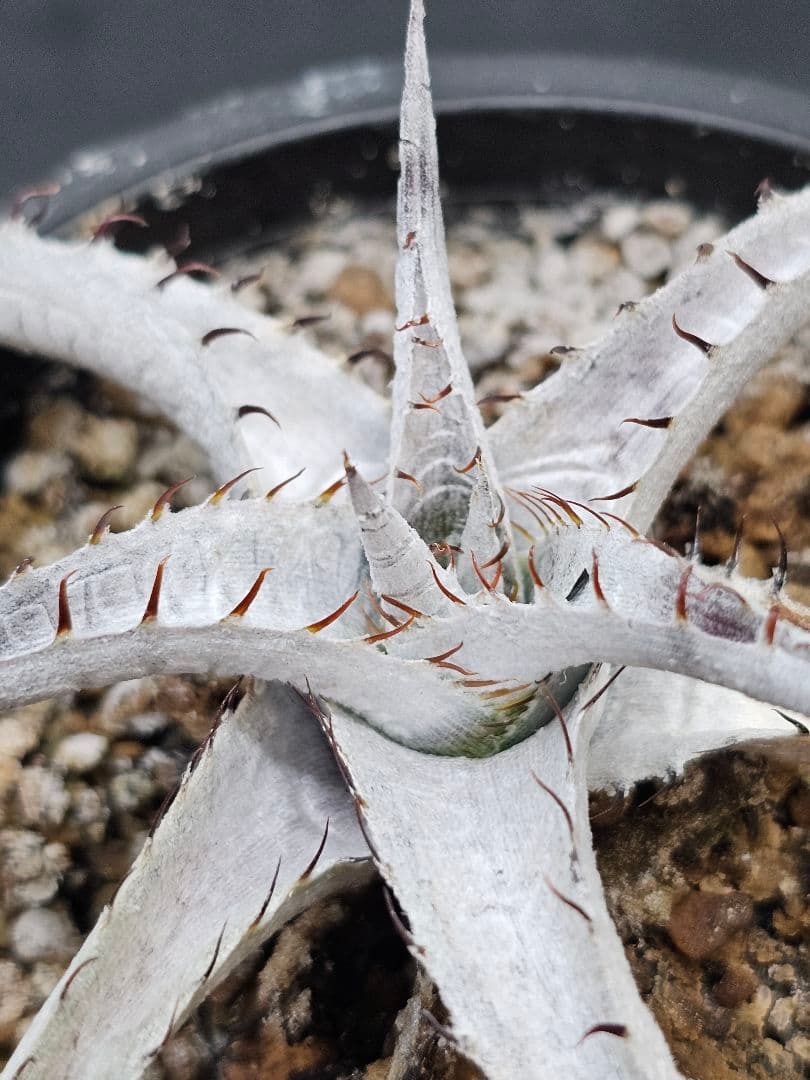 Dyckia　braunii ブラウニー　ディッキア
