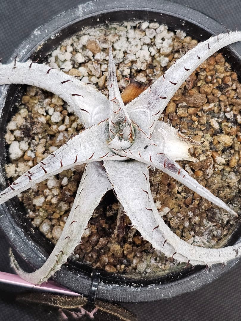 Dyckia　braunii ブラウニー　ディッキア