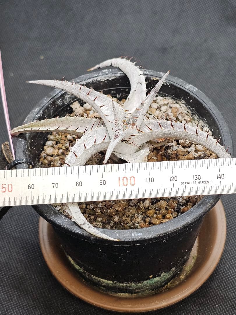 Dyckia　braunii ブラウニー　ディッキア