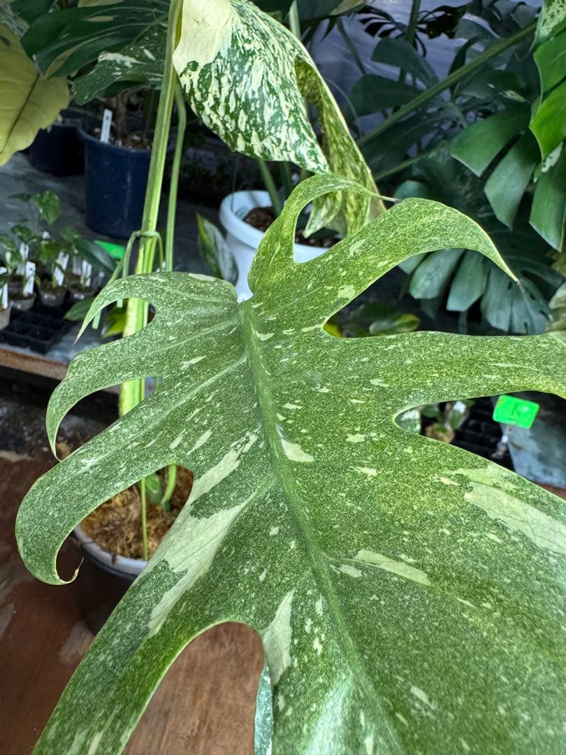 モ*～様 12モンステラ　タイコンステレーション　スターライト