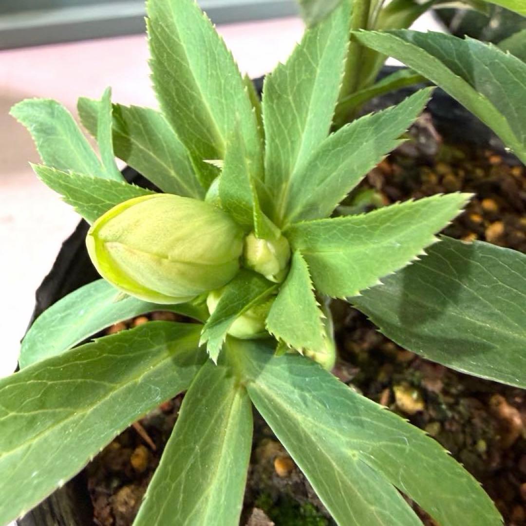 まい様　リクエスト　おまとめ3点