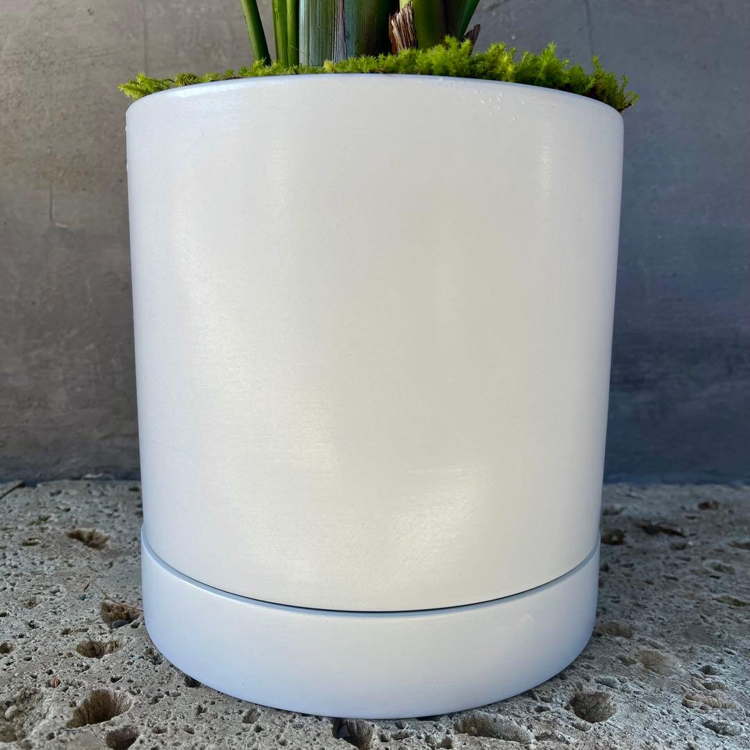 ストレリチア　オーガスタ　4株　天然苔仕立て　陶器鉢　植え込み発送