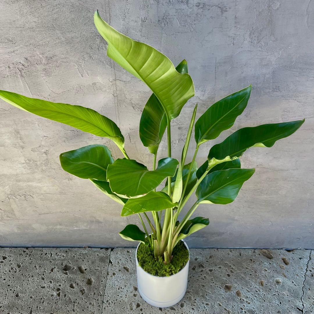 ストレリチア　オーガスタ　4株　天然苔仕立て　陶器鉢　植え込み発送