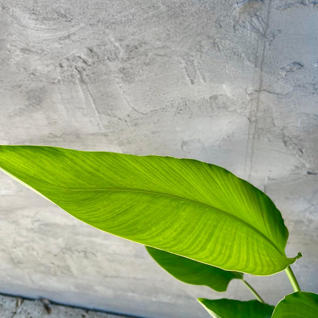 ストレリチア　オーガスタ　4株　天然苔仕立て　陶器鉢　植え込み発送