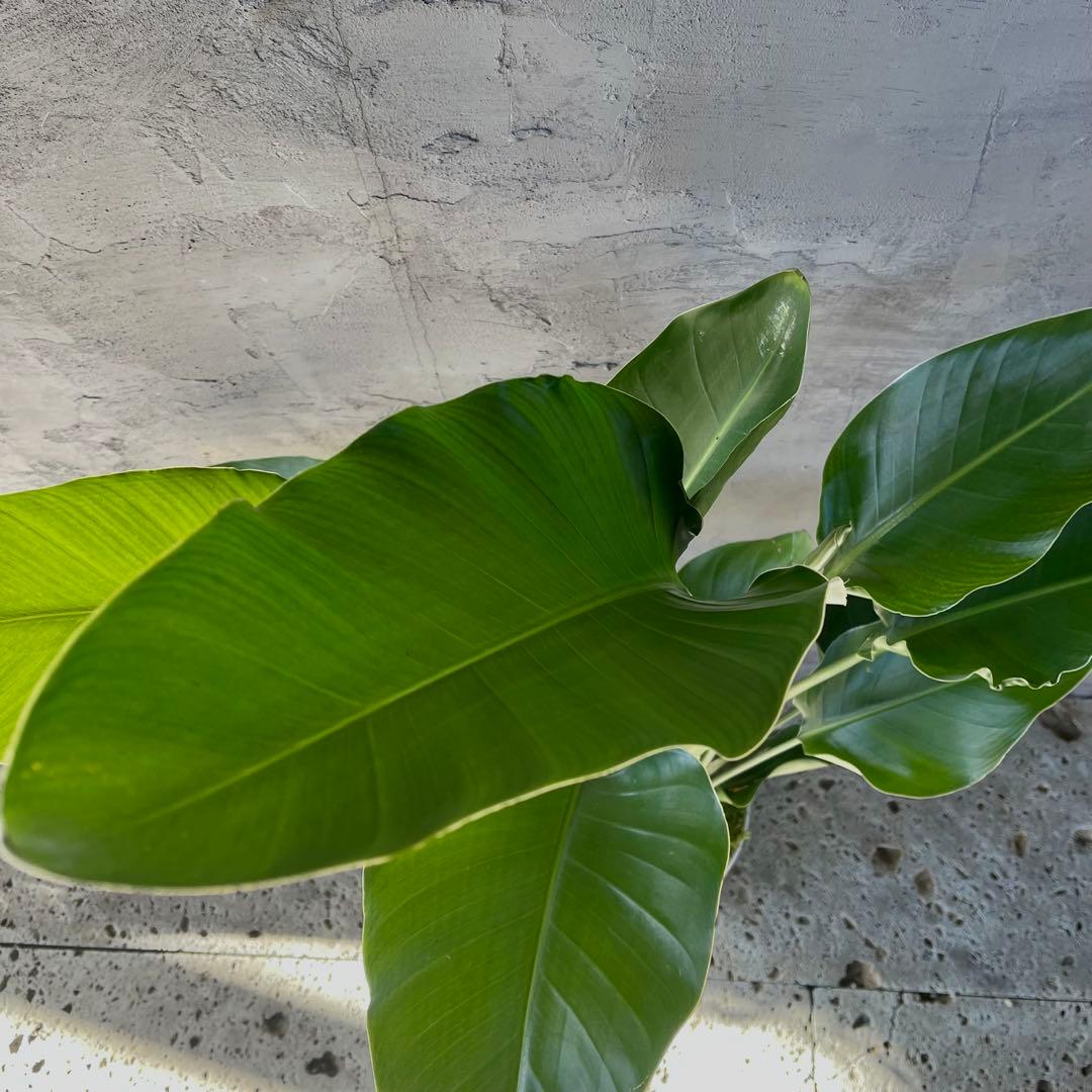 ストレリチア　オーガスタ　4株　天然苔仕立て　陶器鉢　植え込み発送