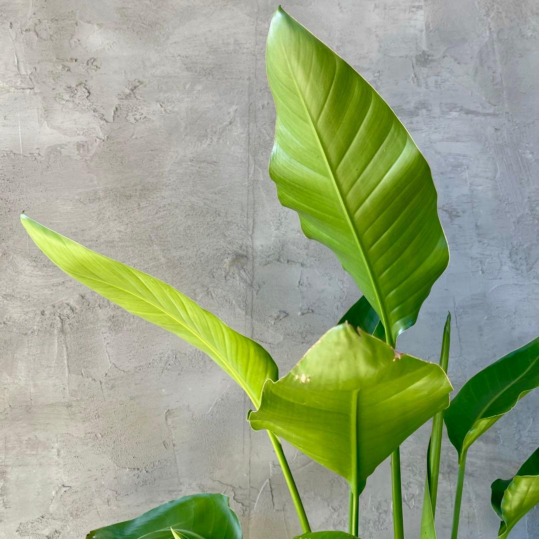 ストレリチア　オーガスタ　4株　天然苔仕立て　陶器鉢　植え込み発送