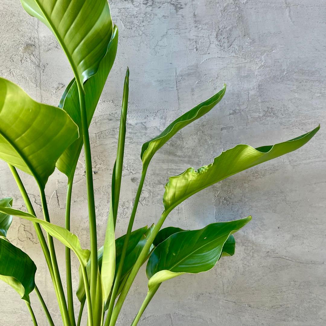 ストレリチア　オーガスタ　4株　天然苔仕立て　陶器鉢　植え込み発送