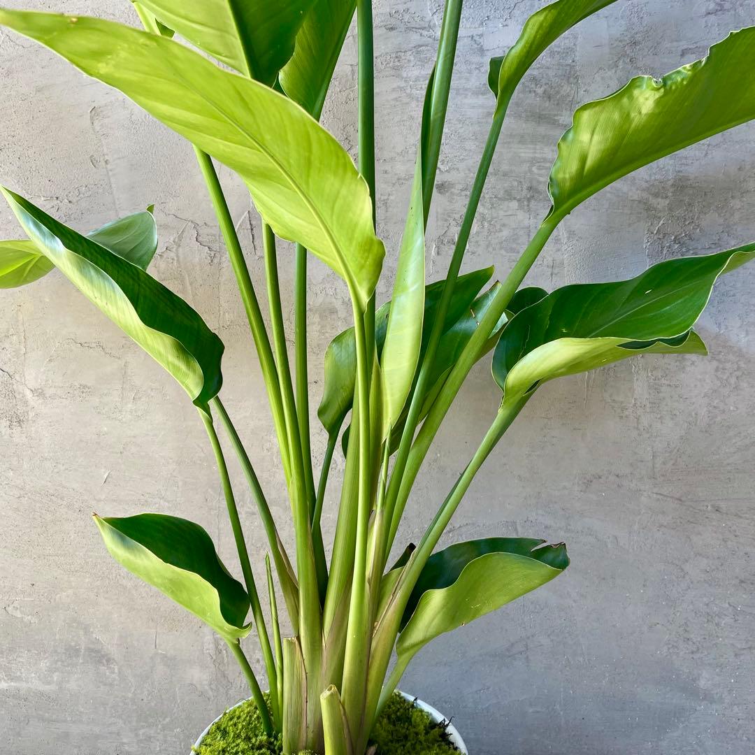 ストレリチア　オーガスタ　4株　天然苔仕立て　陶器鉢　植え込み発送