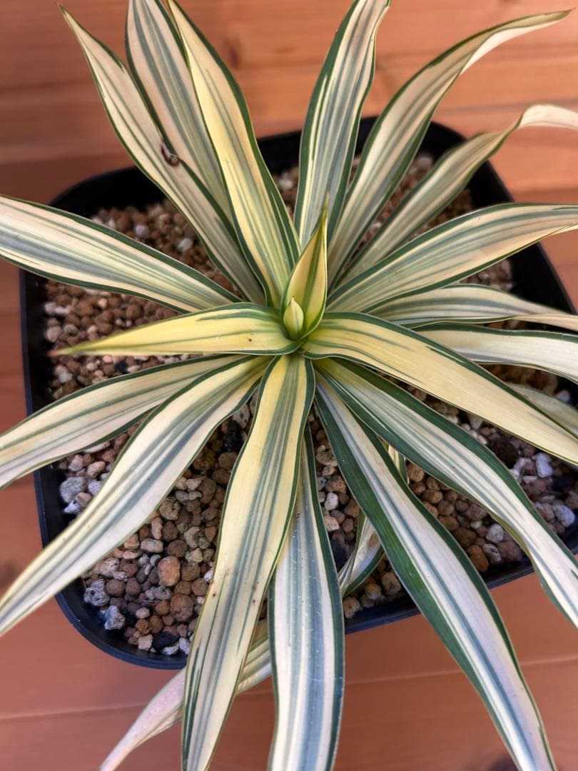 Yucca ユッカ　グロリオサ　ライジングサン　極上縞斑　本物　レア株