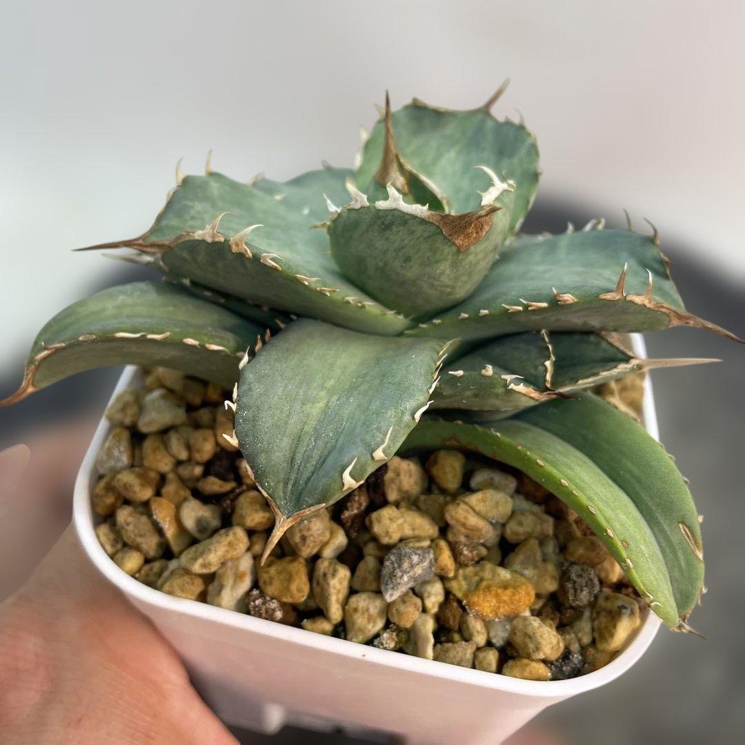 アガベ チタノタ 白妖 散り斑タイプ 縞斑