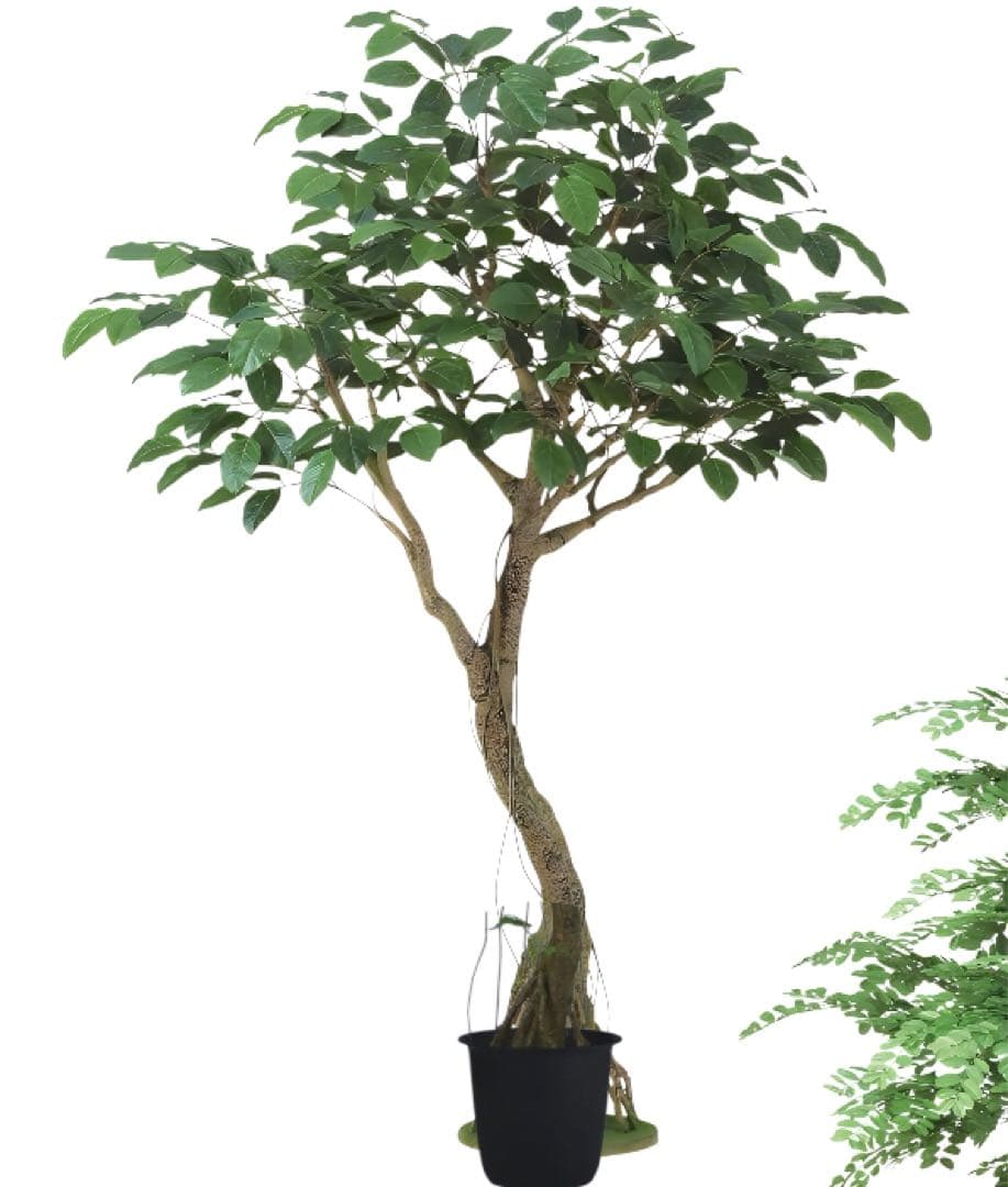 光触媒 人工観葉植物 フェイクグリーン ベンガルボダイジュコアッド鉢付き