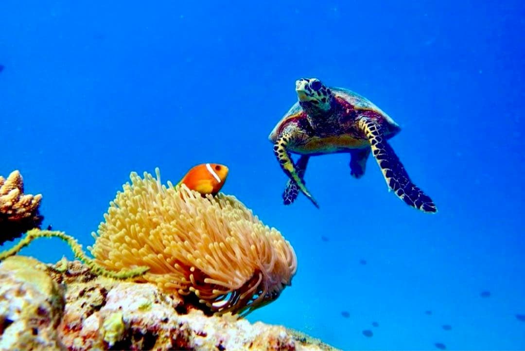 2018モデルブラジル代表レプリカユニフォーム　ネイマール　10