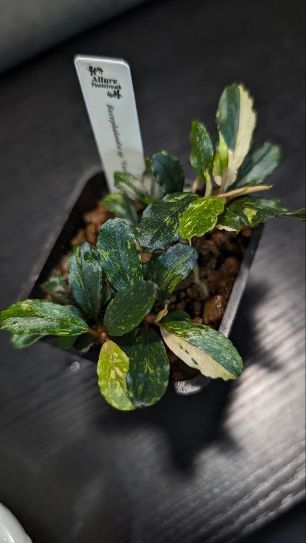 ブセファランドラ モトレイアーナ ミリ産 2016年 PV便