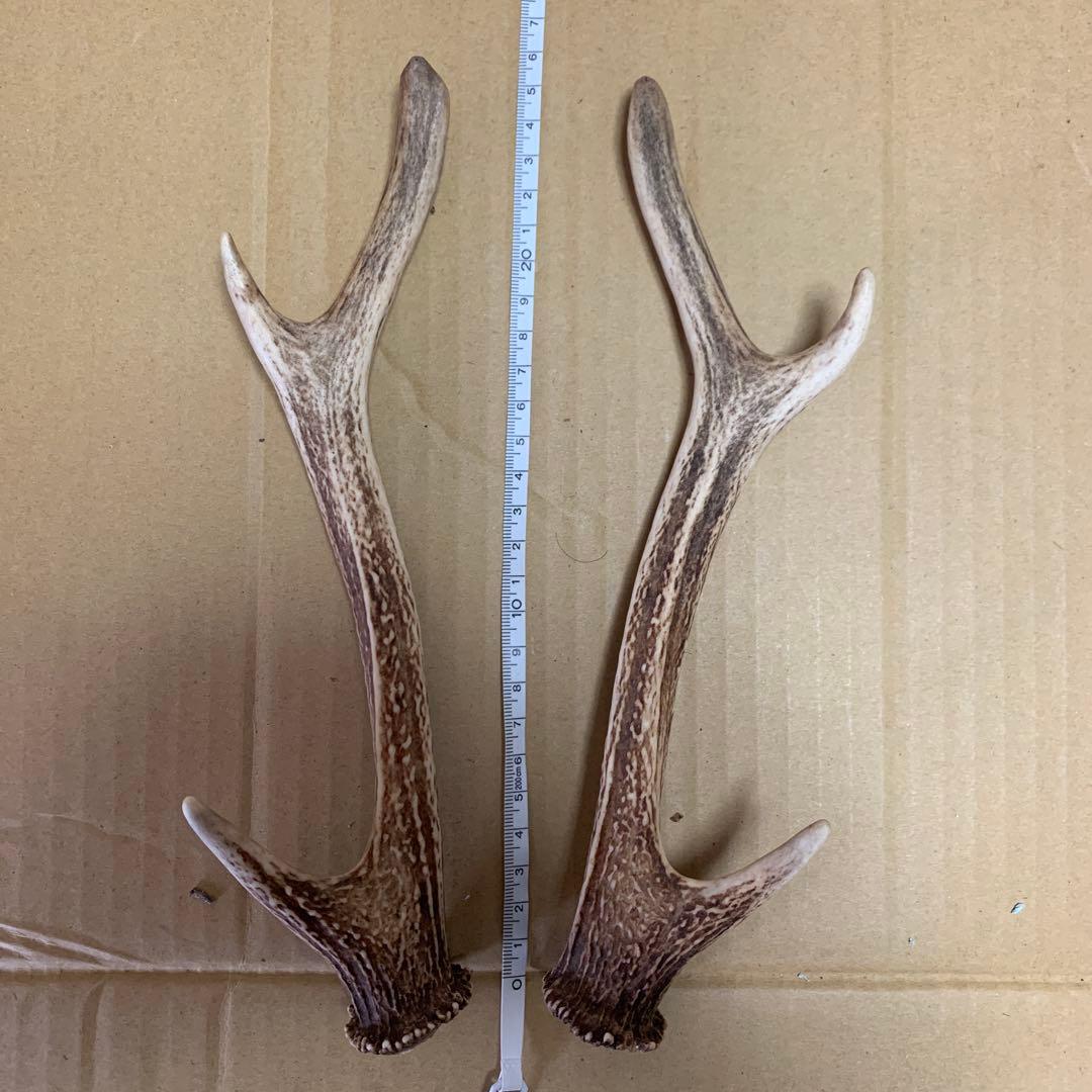 鹿の角 鹿角 38本 インテリア 犬 おもちゃ