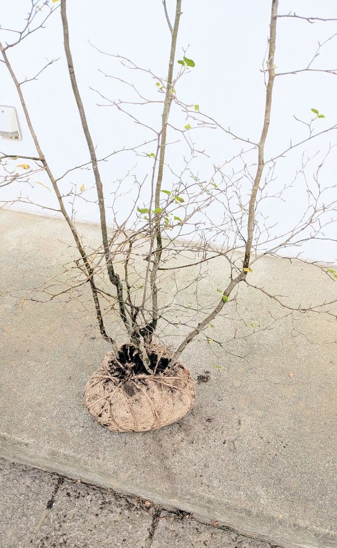 抜群。山採りアオハダ株。