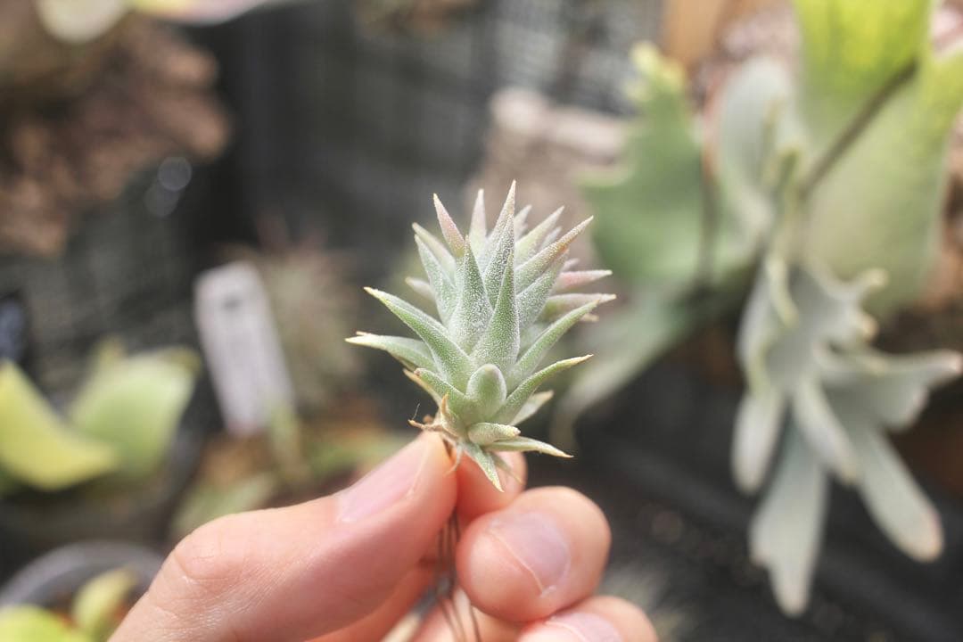 イオナンタ バンハイニンギー ミノール vanhyningii minor