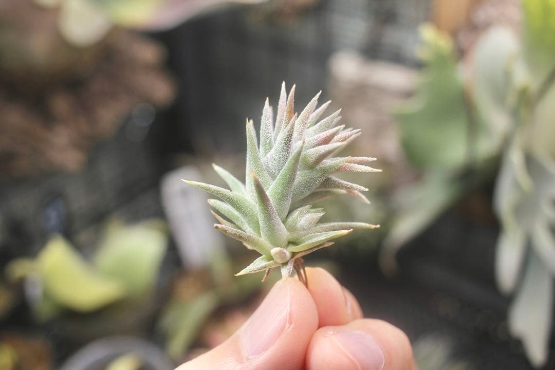 イオナンタ バンハイニンギー ミノール vanhyningii minor