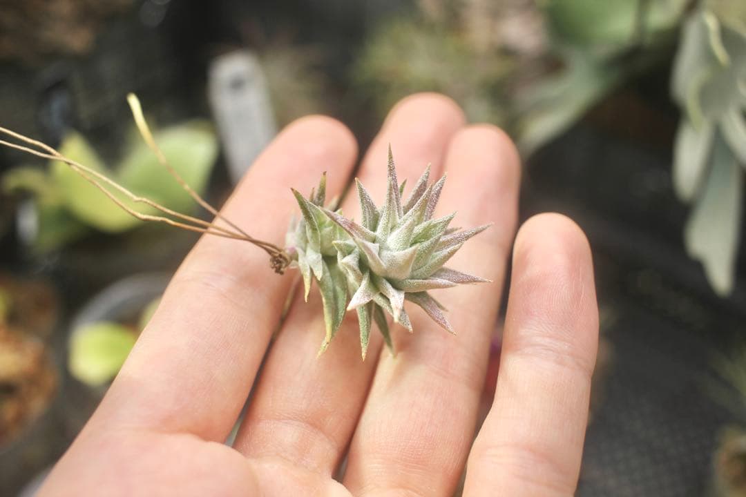 イオナンタ バンハイニンギー ミノール vanhyningii minor