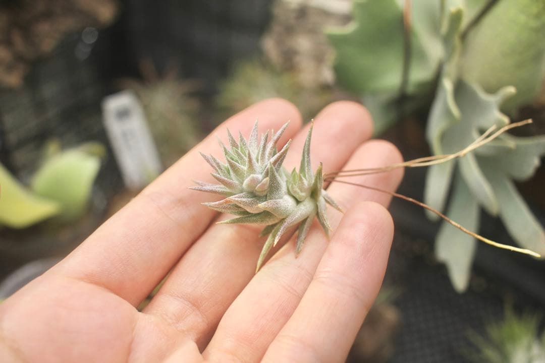 イオナンタ バンハイニンギー ミノール vanhyningii minor