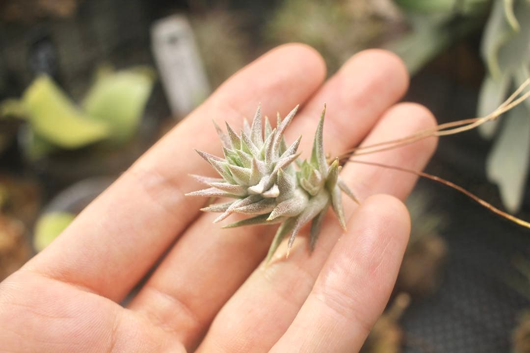 イオナンタ バンハイニンギー ミノール vanhyningii minor