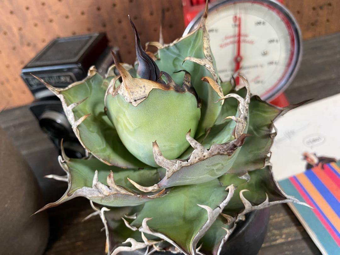 年末年始SALE アガベハデス極上株 陽炎インフェルノボール型 - メルカリ