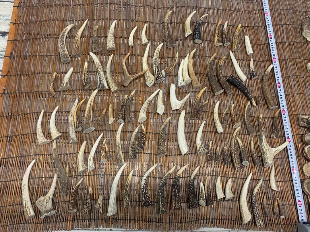 9kg 鹿の角　エゾシカ　角【大小詰合わせ】 端材　アクセサリー　パーツ素材