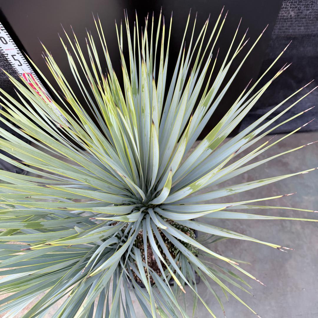 【AL1193】ユッカ　ロストラータ　 トリプルヘッド