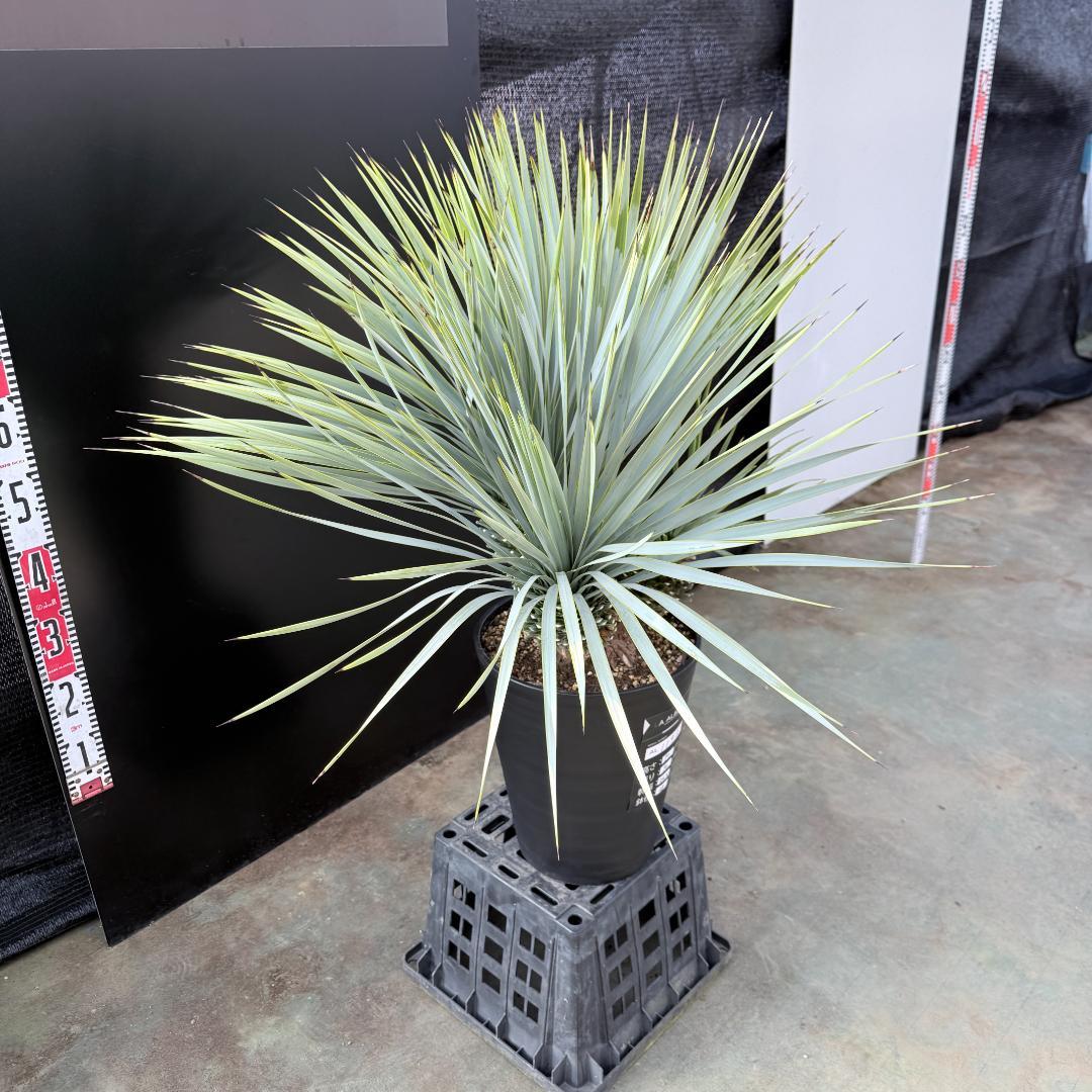 【AL1193】ユッカ　ロストラータ　 トリプルヘッド