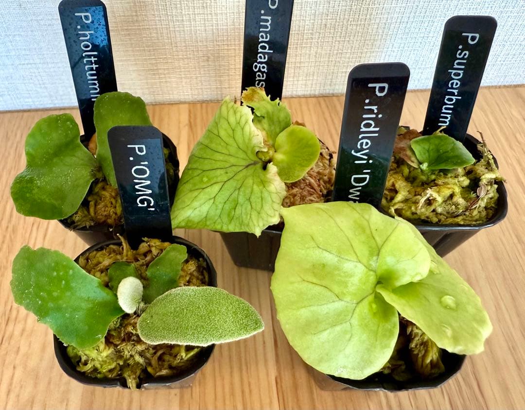 ビカクシダ セット OMG リドレイドワーフ、マダガスカリエンセ