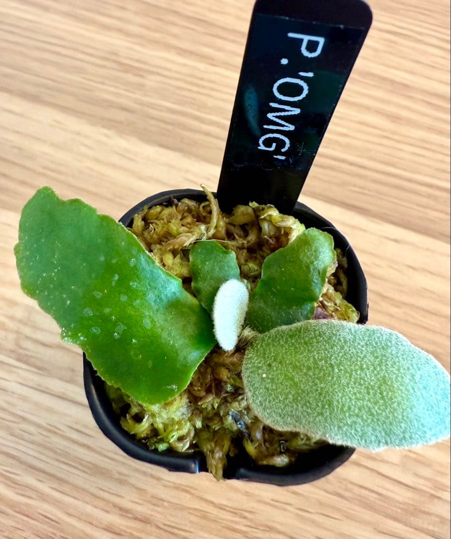 ビカクシダ セット OMG リドレイドワーフ、マダガスカリエンセ