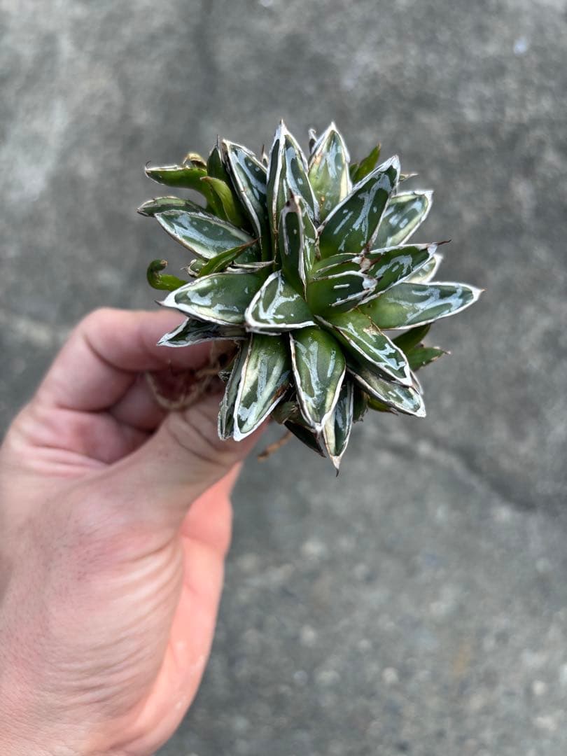 アガベ 姫笹の雪 白外斑入 子株7株付き アガベ 姫笹の雪 白外斑入 子株