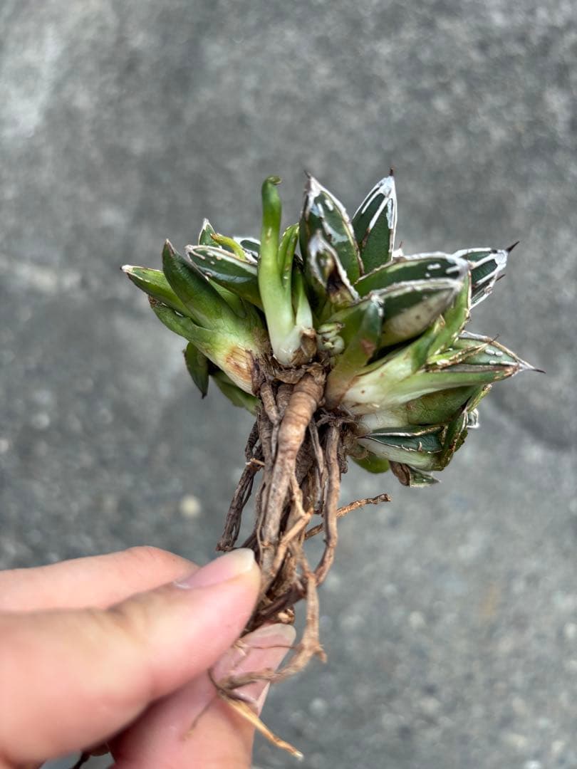 アガベ 姫笹の雪 白外斑入 子株7株付き アガベ 姫笹の雪 白外斑入 子株