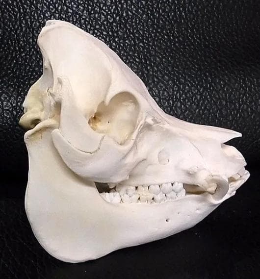 ミニブタ（ポットベリー・ピッグ ）頭骨（大）オス ★ NO.3