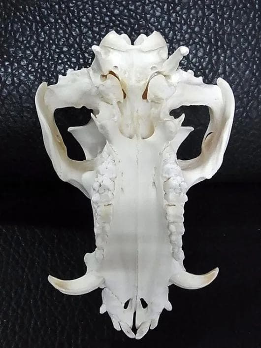 ミニブタ（ポットベリー・ピッグ ）頭骨（大）オス ★ NO.3