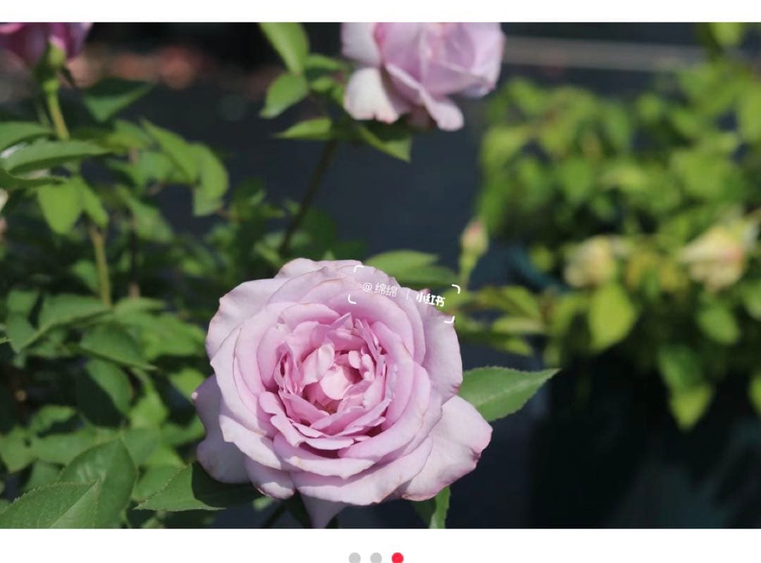 せつばあば　さん専用確認