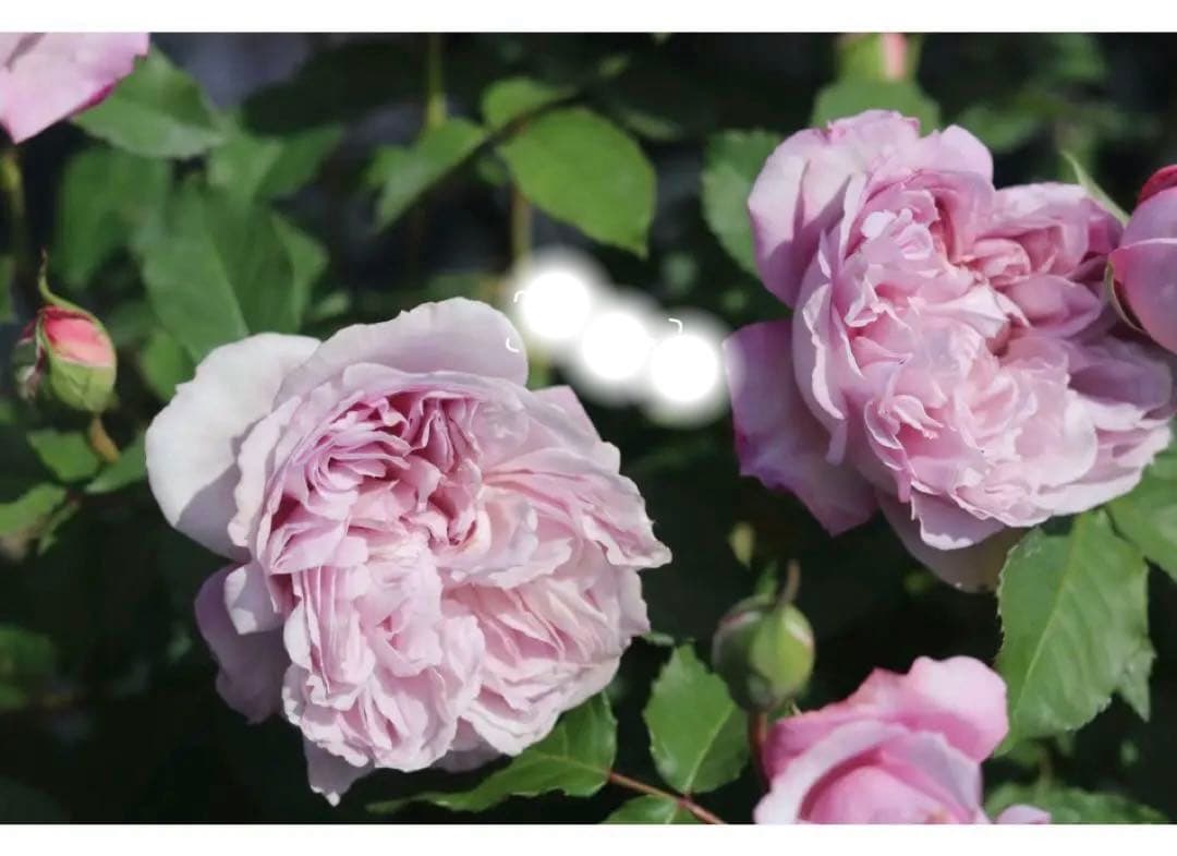 せつばあば　さん専用確認