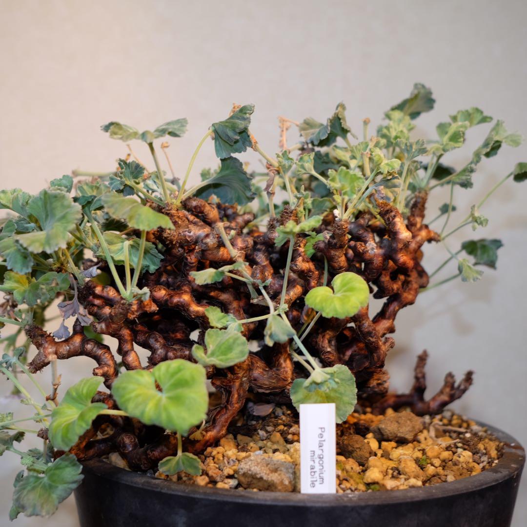 ペラルゴニムミラビレ 大株 鉢つき 抜き苗発送