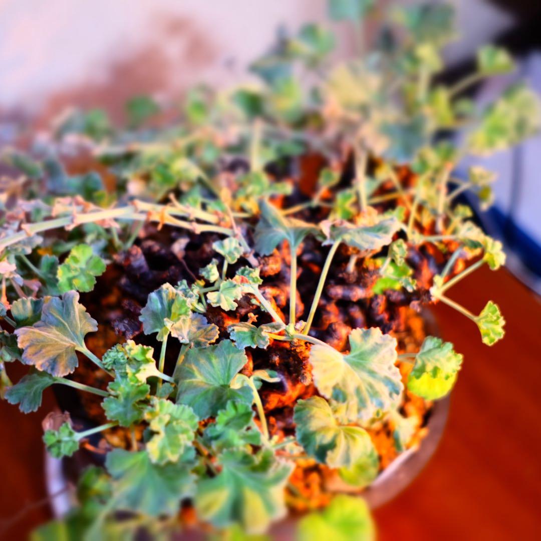 ペラルゴニムミラビレ 大株 鉢つき 抜き苗発送