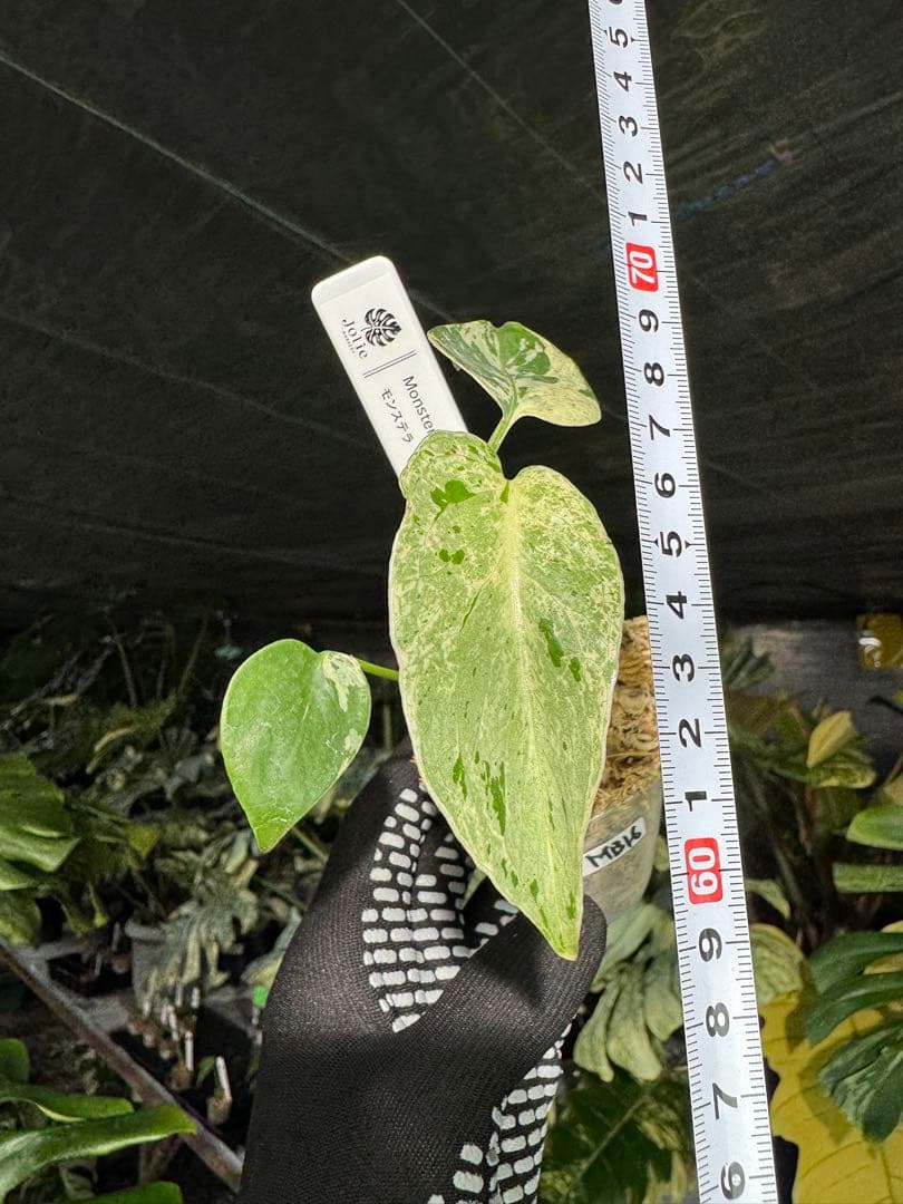 MB16モンステラ　デリシオーサ　ベトシオーサ　2寸ポリポット　ネコポス発送