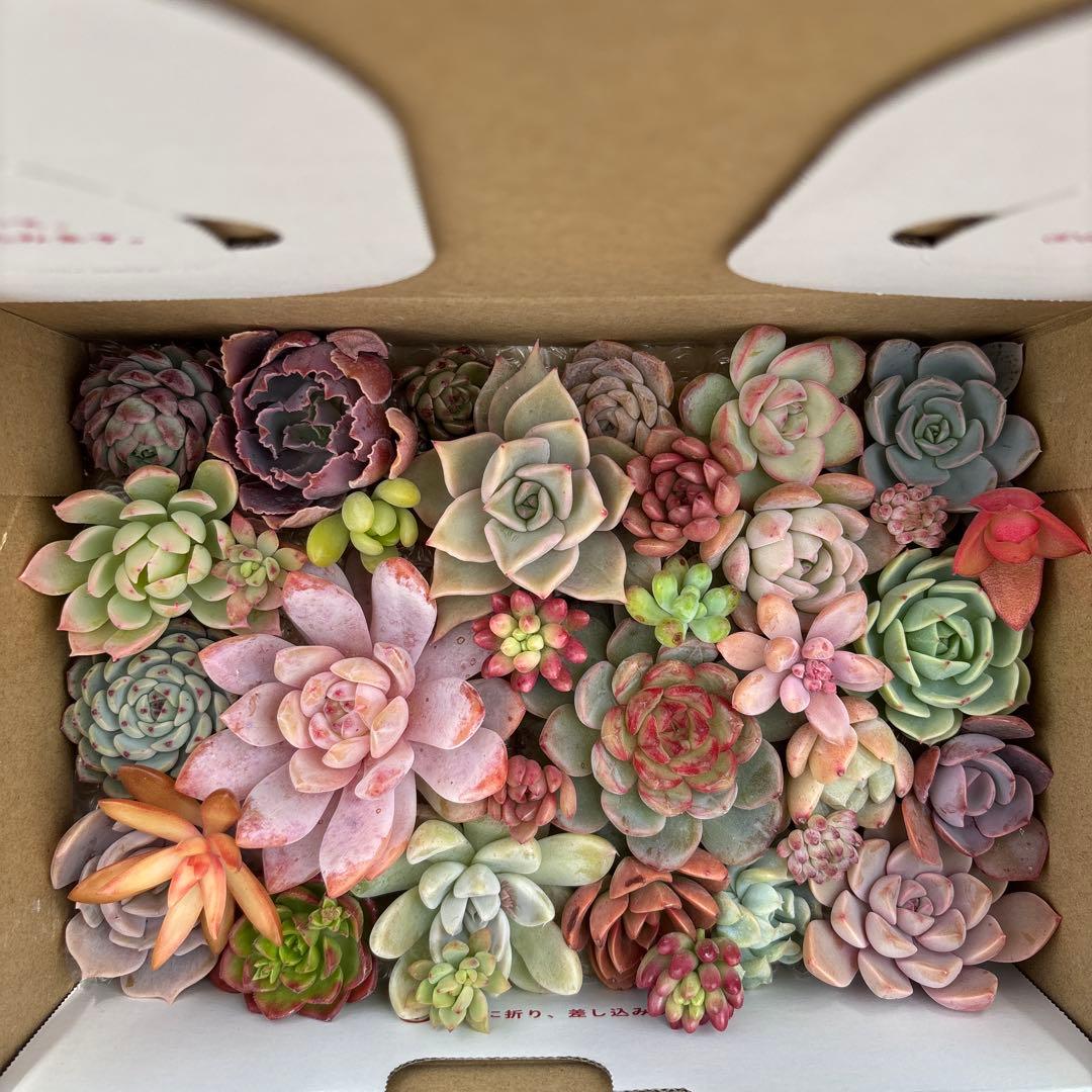 ☆koushi☆様 リクエスト 2点 まとめ商品 - メルカリ