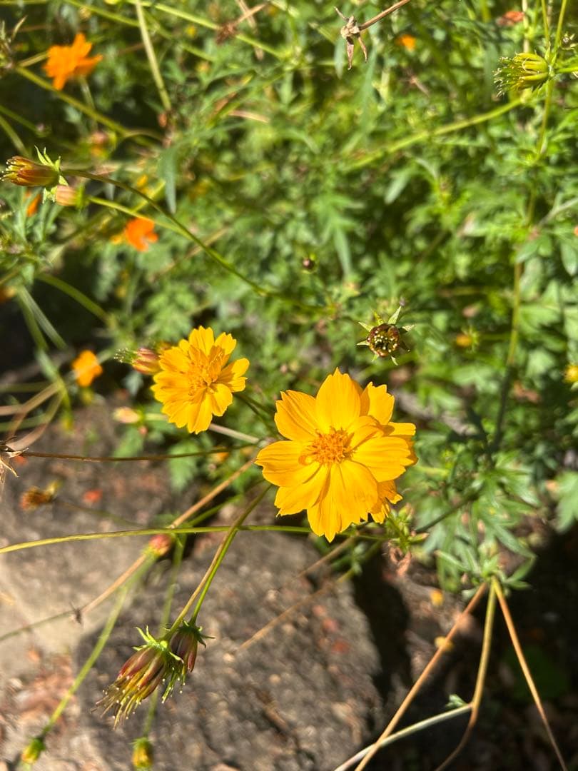 2色ミックス コスモス種子 10g・30g・50g・