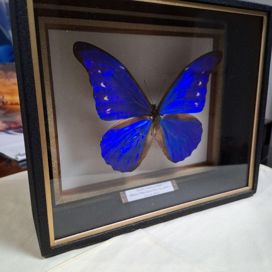 カキカモルフォ 標本 専門的な箱 - メルカリ