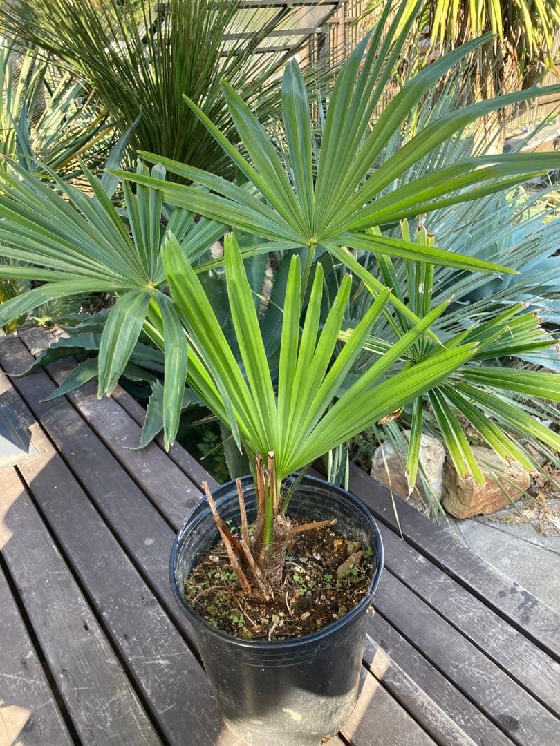 極耐寒性ヤシ シュロの木◇南国リゾート東北ドライガーデン アガベ