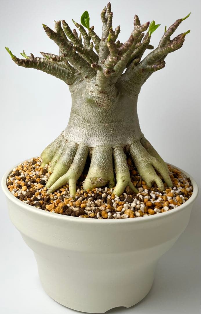 【極美タコ足/超極太/塊根植物】アデニウム タイソコトラナム タコ足仕立て鉢植え