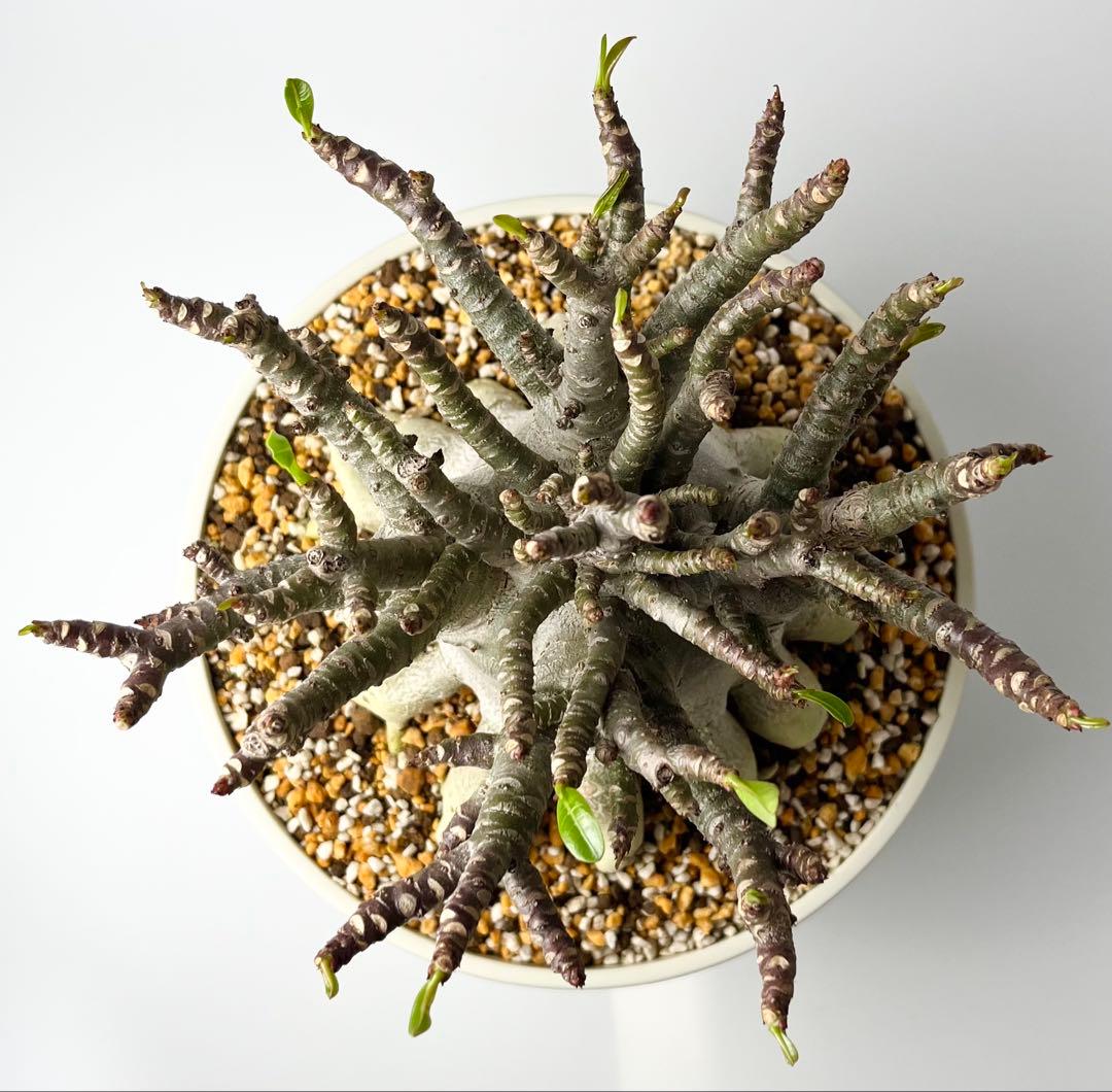 【極美タコ足/超極太/塊根植物】アデニウム タイソコトラナム タコ足仕立て鉢植え