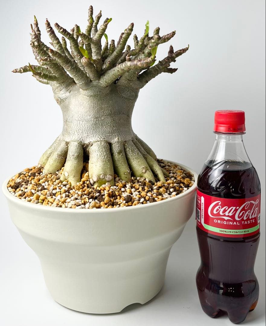 【極美タコ足/超極太/塊根植物】アデニウム タイソコトラナム タコ足仕立て鉢植え